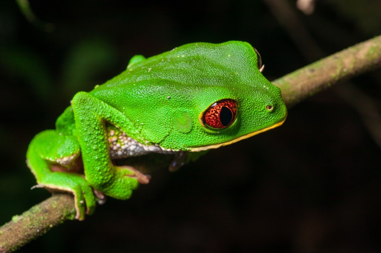Macro imagens da biodiversidade da Amazônia - 0202 B1a