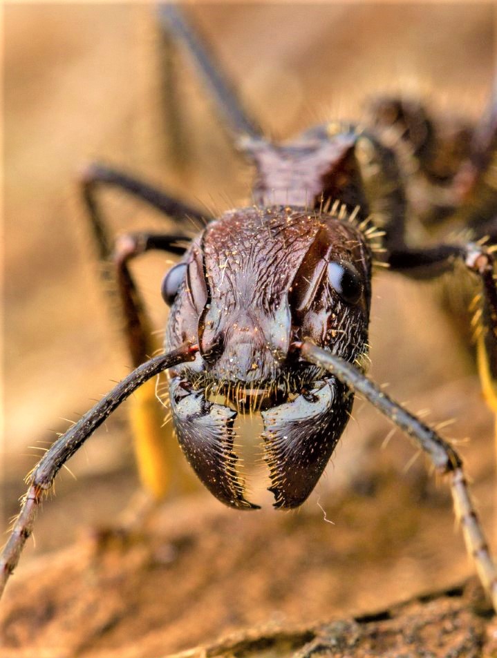 Macro imagens da biodiversidade da Amazônia - 0202 B1c