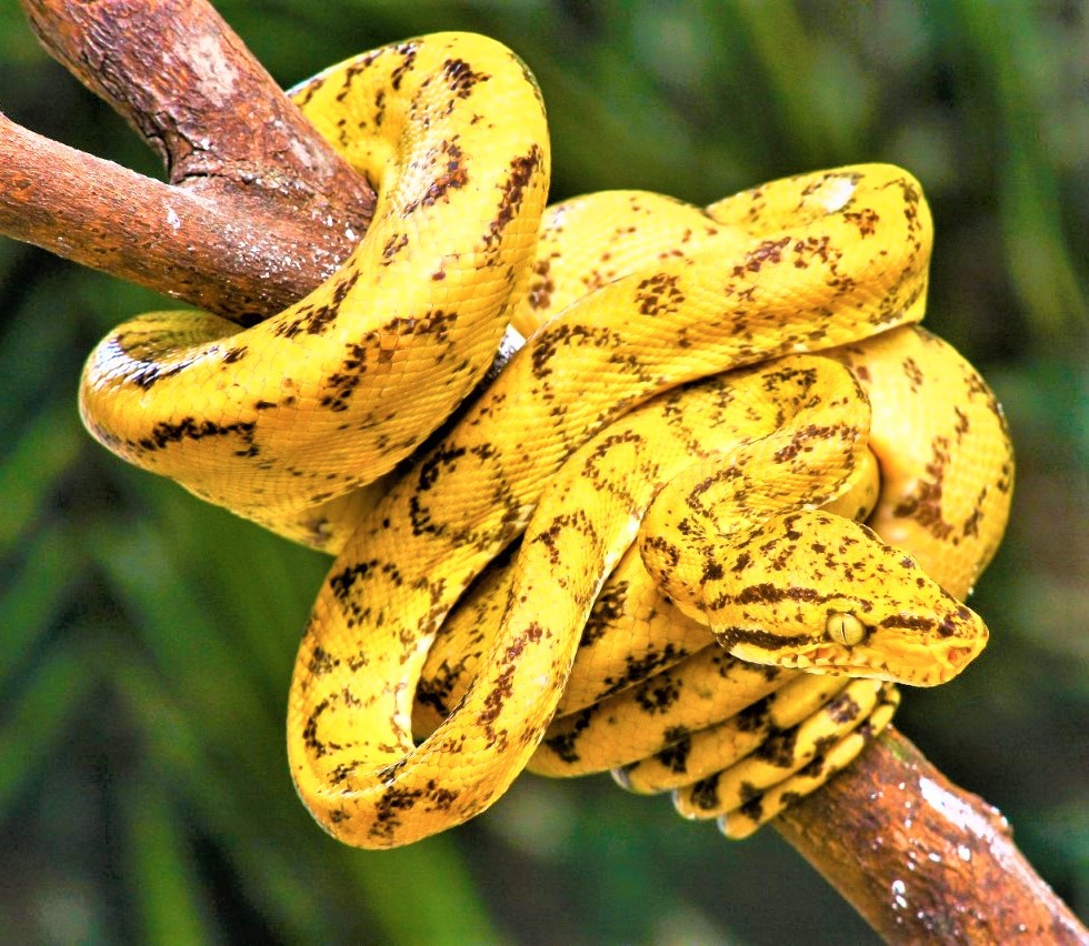 Macro imagens da biodiversidade da Amazônia - 0202 B1d
