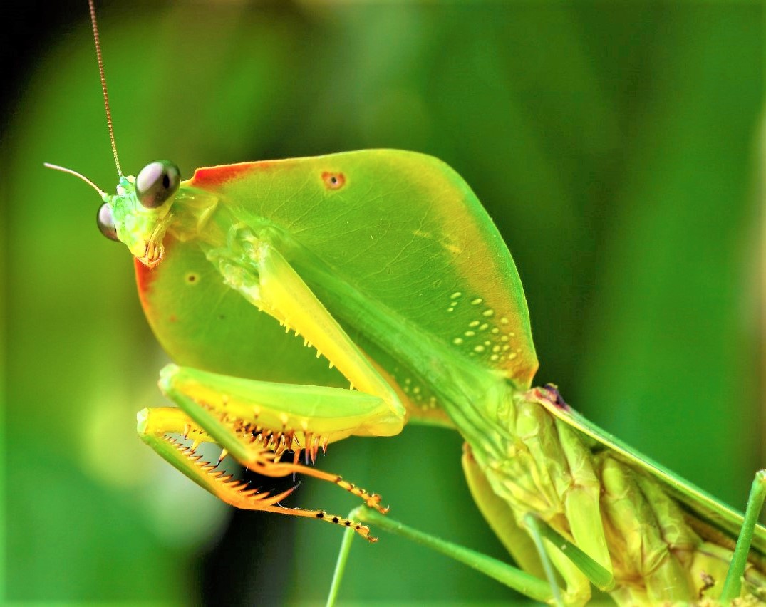 Macro imagens da biodiversidade da Amazônia - 0202 B1e