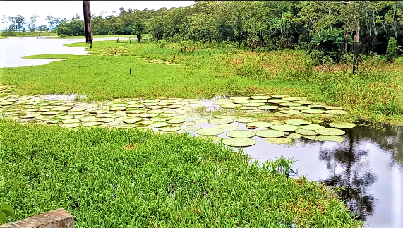 Cansado do barulho e do burburinho de Manaus? Então siga rumo aos sons da natureza - B1a