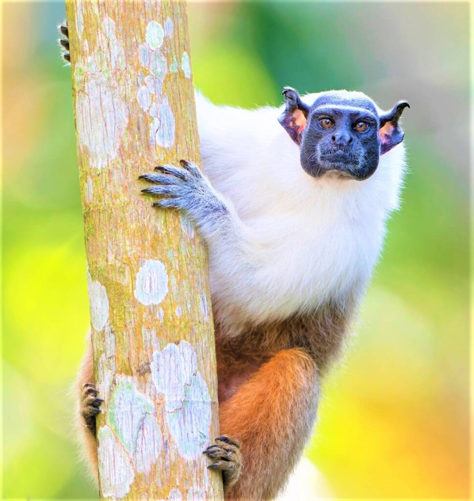 Institutos atuam em diversas frentes ambientais no Amazonas - B1b 2
