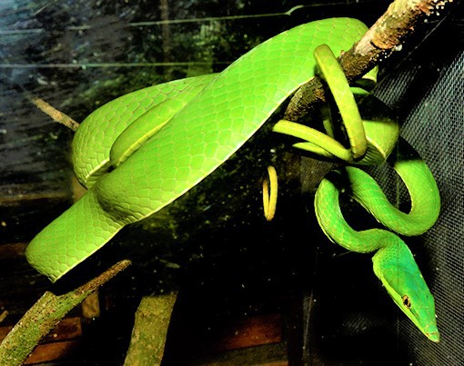 Musa, a Amazônia numa Reserva - B1b 5