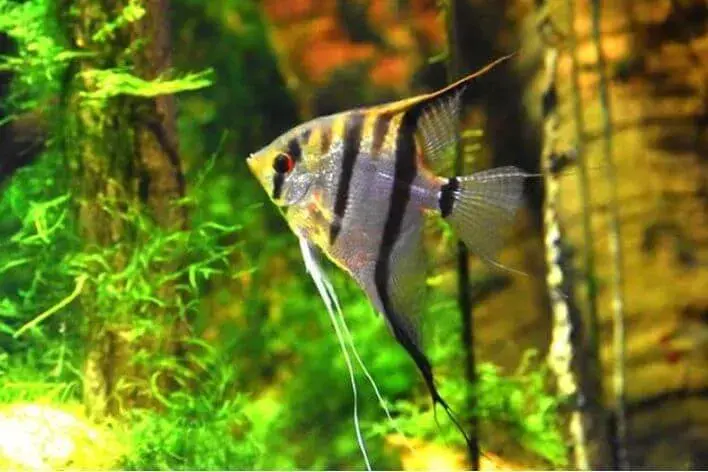 Acará-bandeira, preferido dos aquaristas - B1d Acará-bandeira, preferido dos aquaristas - B1d