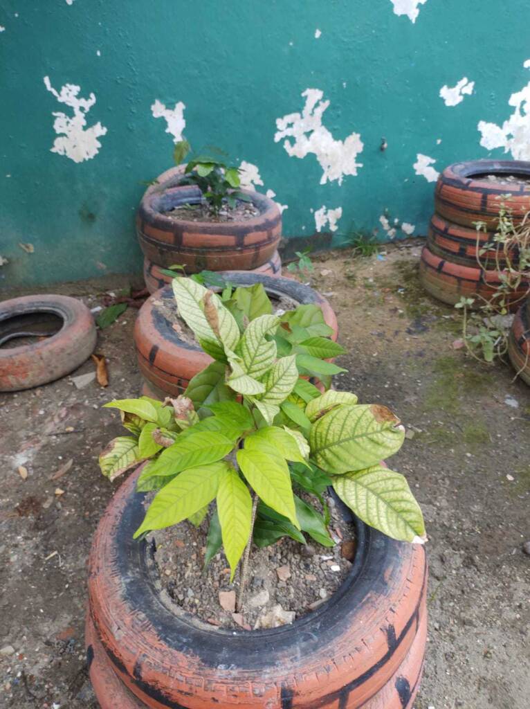 Educação ambiental em voga na rede pública de ensino - Ed5