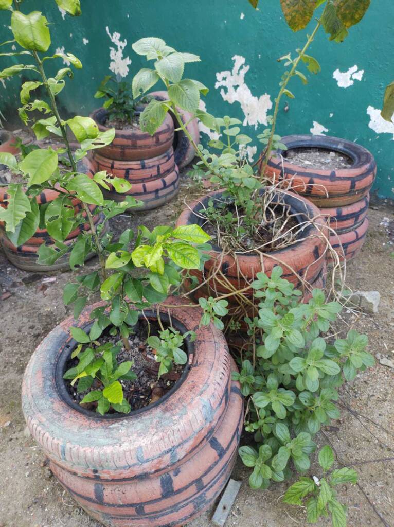 Educação ambiental em voga na rede pública de ensino - Ed7