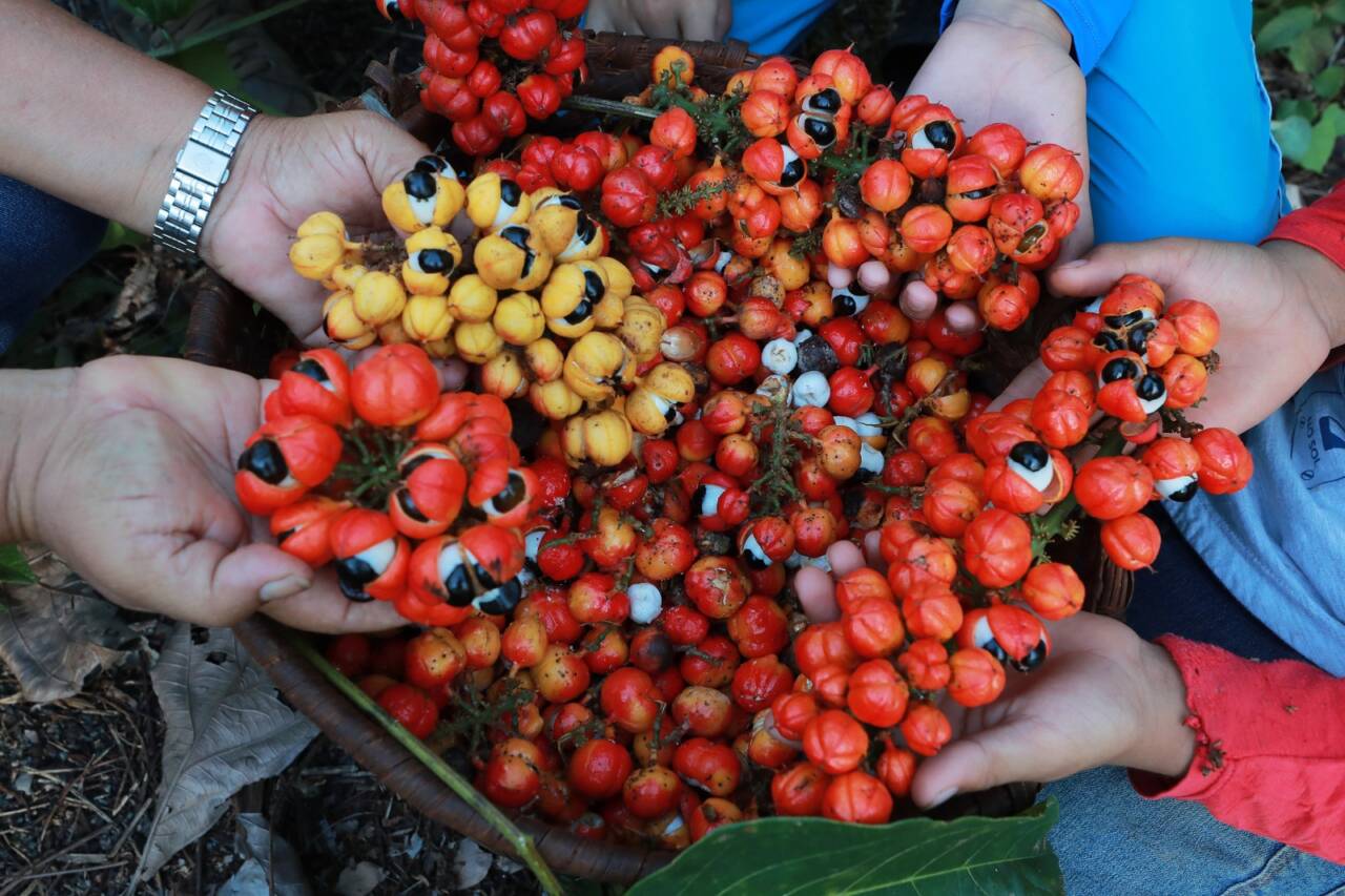 Maués é famosa pela produção de guaraná e praias para os turistas - 1107 A7b Maués é famosa pela produção de guaraná e praias para os turistas - 1107 A7b