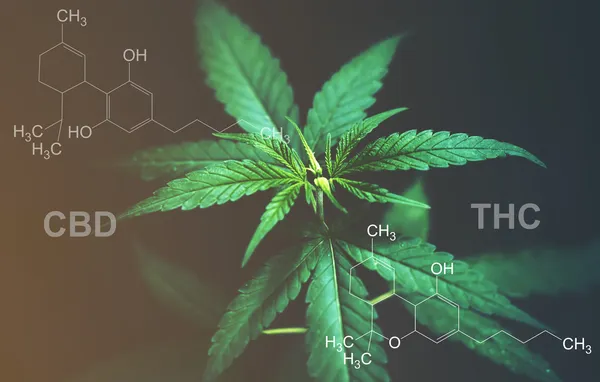 Canabidiol tem mais de cem canabinóides com potencial medicinal - A4aaa