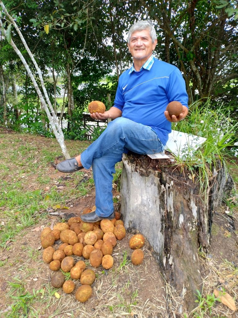 Hora e vez da castanha e do cupuaçu - 0705 B1d 1 Hora e vez da castanha e do cupuaçu - 0705 B1d 1