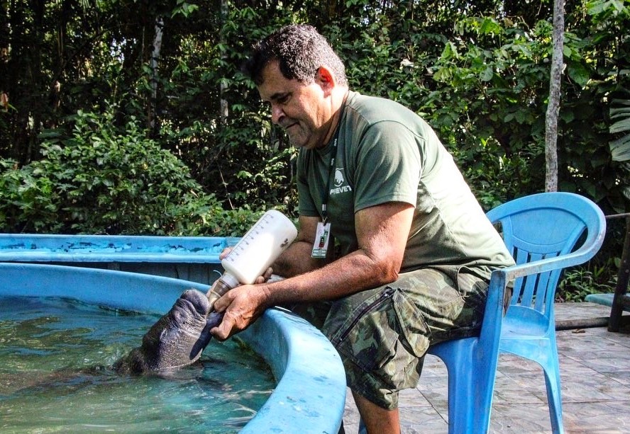 Inpa recebe mais filhotes de peixes-boi, indicativo de mortes das mães - B1a Inpa recebe mais filhotes de peixes-boi, indicativo de mortes das mães - B1a