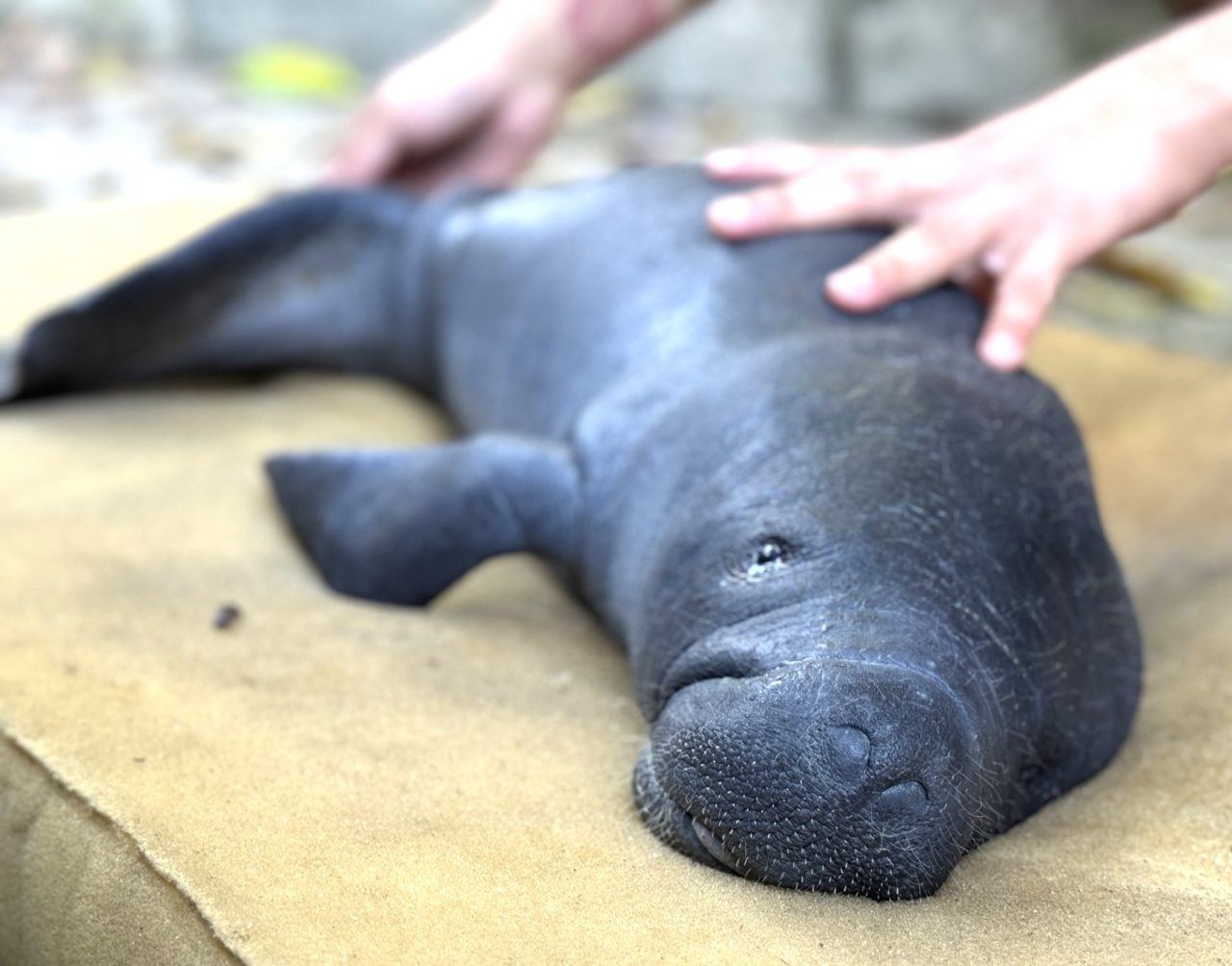 Inpa recebe mais filhotes de peixes-boi, indicativo de mortes das mães - B1b Inpa recebe mais filhotes de peixes-boi, indicativo de mortes das mães - B1b