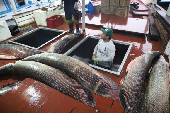 Pescadores iniciam pesca manejada de pirarucu no Amazonas - pescado pirarucu