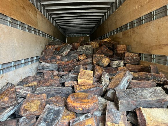Seringueiros da Amazônia garantem renda de R$ 441 mil com borracha nativa - Borracha Rebeca Vilhena 1 1536x1152 1 Seringueiros da Amazônia garantem renda de R$ 441 mil com borracha nativa - Borracha Rebeca Vilhena 1 1536x1152 1