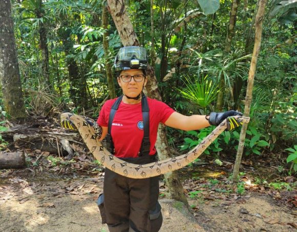 Em Manaus, Corpo de bombeiros já resgatou mais de 500 animais neste ano - RESGATE DE ANIMAL DA ESPECIE COBRA FOTO DIVULGACAO CBMAM 1024x798 1