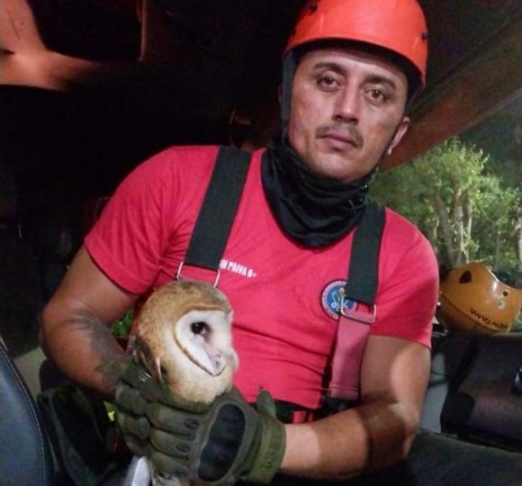 Em Manaus, Corpo de bombeiros já resgatou mais de 500 animais neste ano - RESGATE DE CORUJA FOTO DIVULGACAO CBMAM