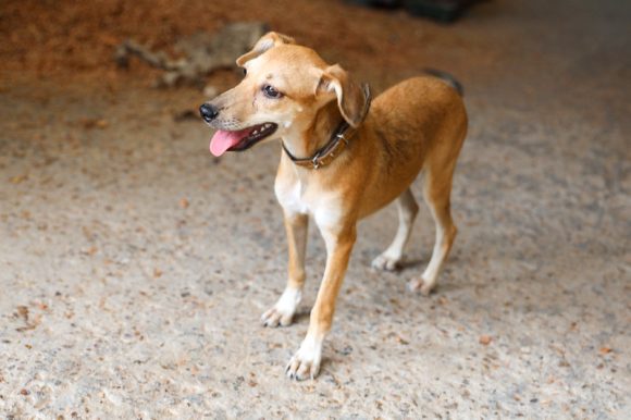“Adote um bom velhinho” Campanha incentiva adoção de cachorros adultos - Campanha Adocao 1 1