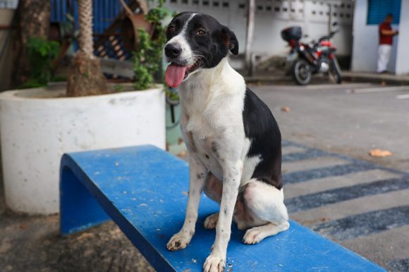 “Adote um bom velhinho” Campanha incentiva adoção de cachorros adultos - Campanha Adocao 1