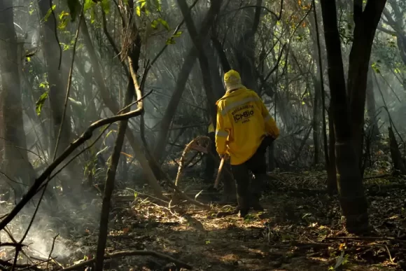 Amazônia tem diversidade empobrecida por incêndios florestais - brigadistas combate fogo no para 3