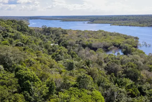 Amazônia tem diversidade empobrecida por incêndios florestais - pzzb8371 0